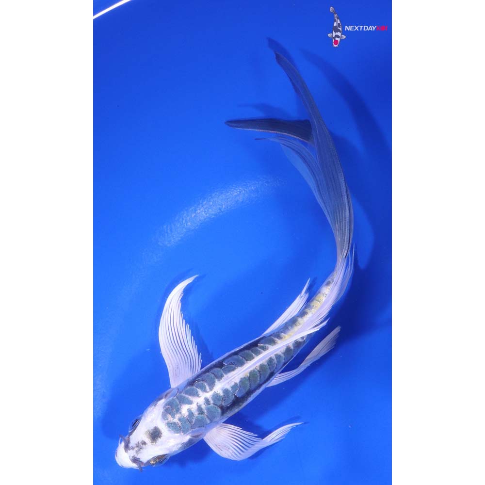7” Imported Kin Kikokuryu Butterfly Koi