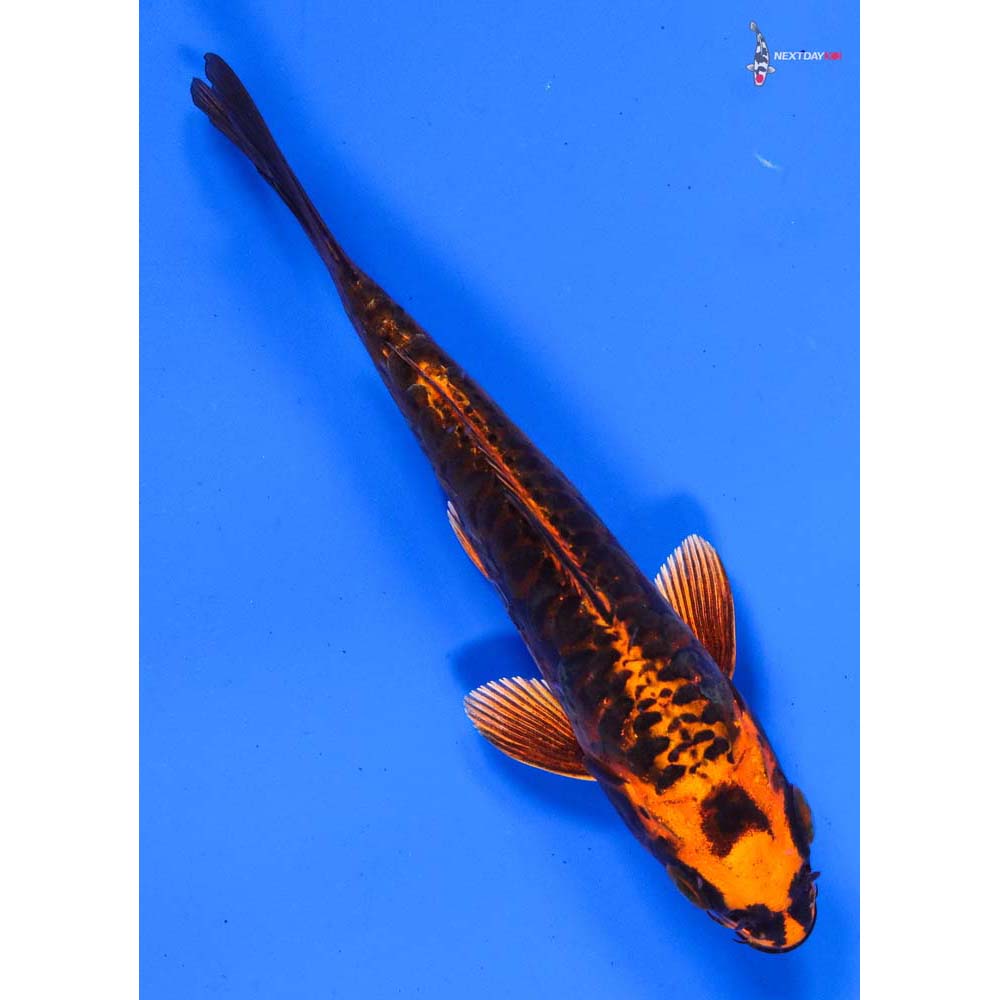 5” Imported Armor Scaled Orenji Matsuba