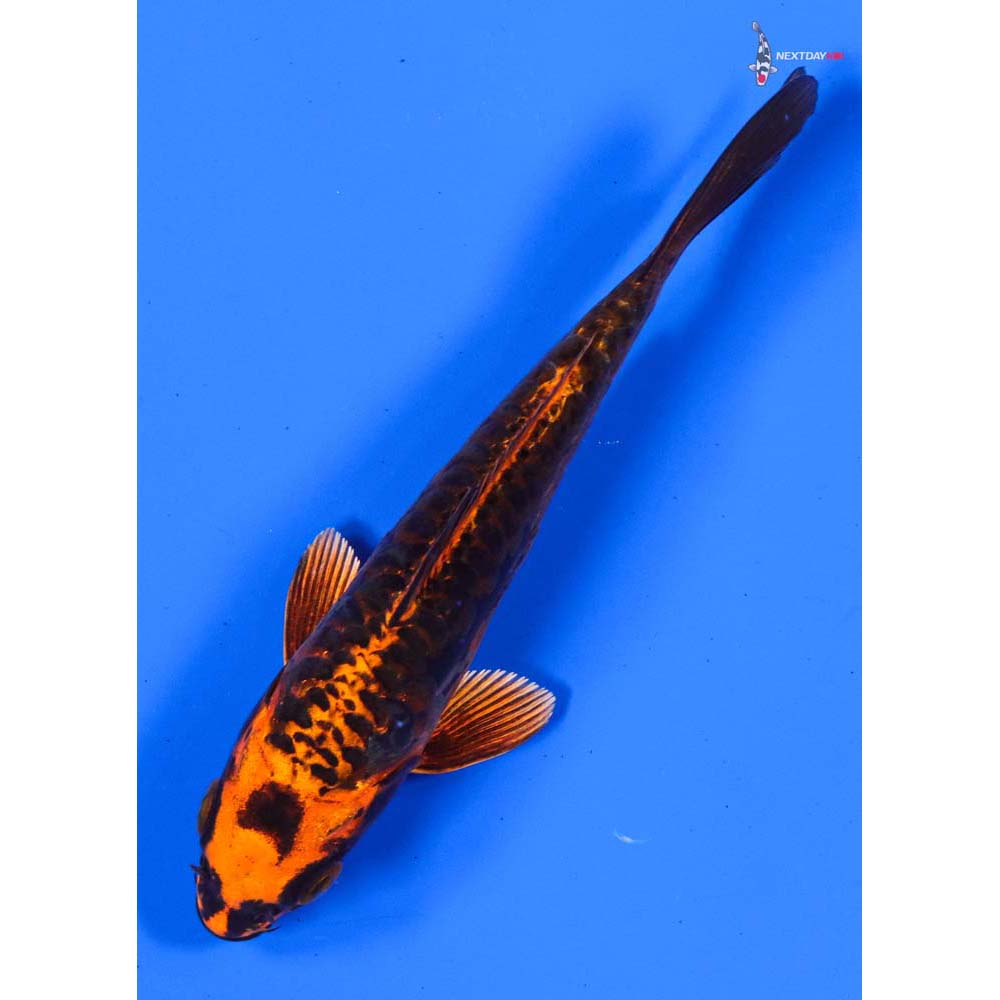 5” Imported Armor Scaled Orenji Matsuba