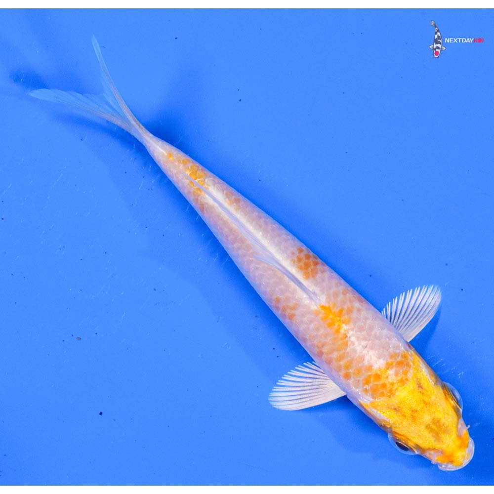 4” Imported Lemon Hariwake
