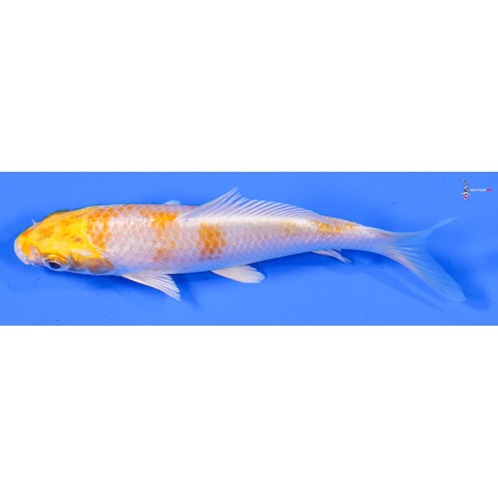 4” Imported Lemon Hariwake