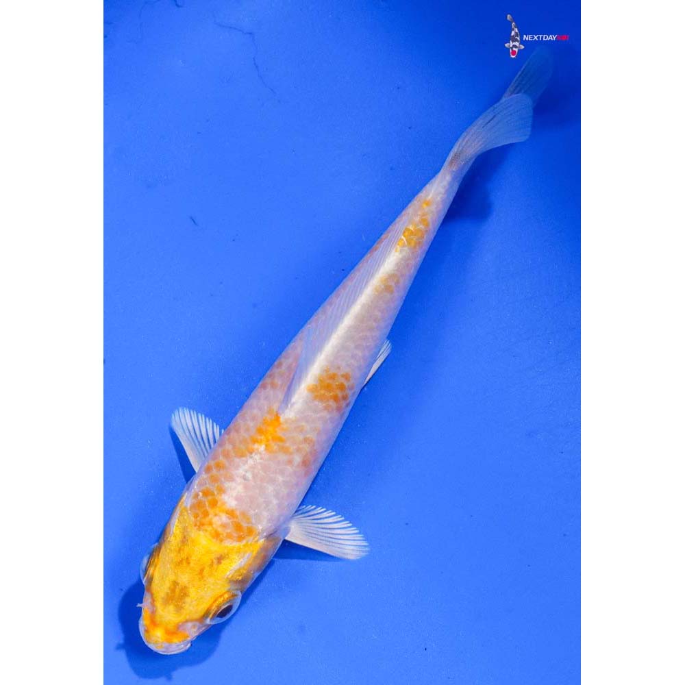 4” Imported Lemon Hariwake