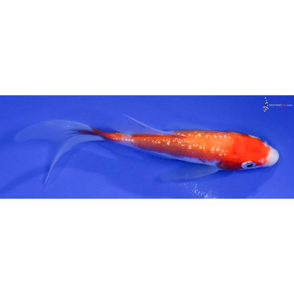 4.5” Imported Gin Rin Kohaku Butterfly Koi