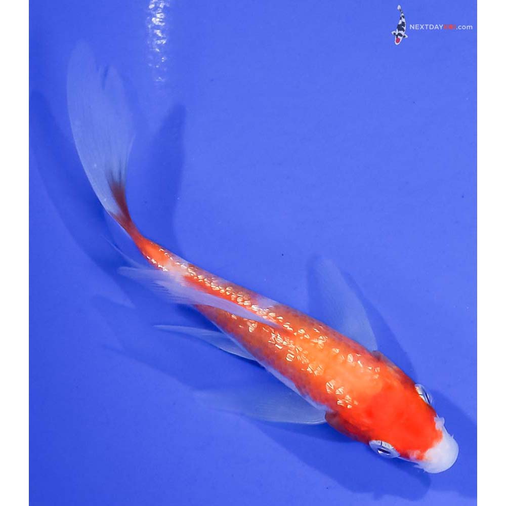 4.5” Imported Gin Rin Kohaku Butterfly Koi