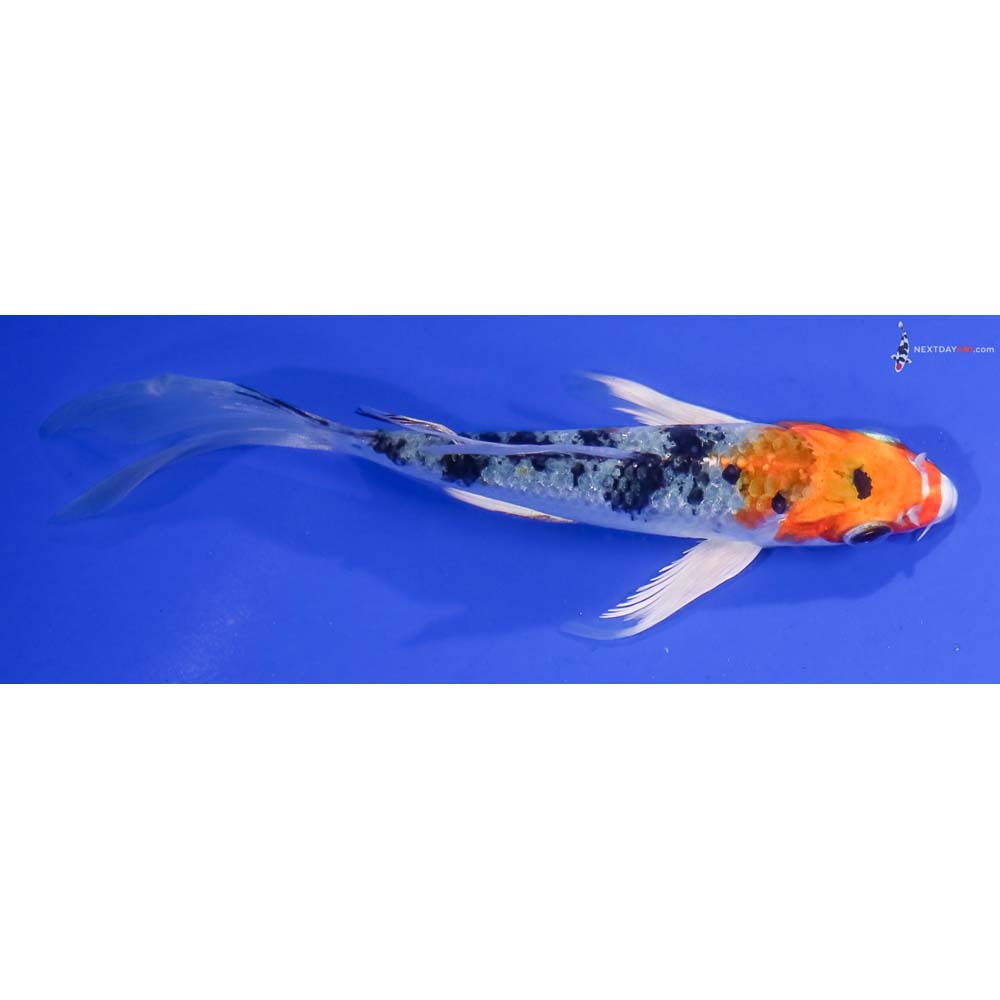 5” Imported Yamato Nishiki Butterfly Koi