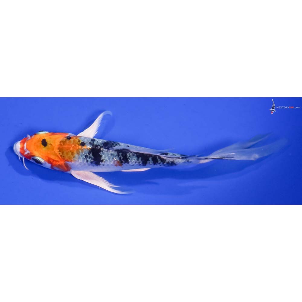 5” Imported Yamato Nishiki Butterfly Koi