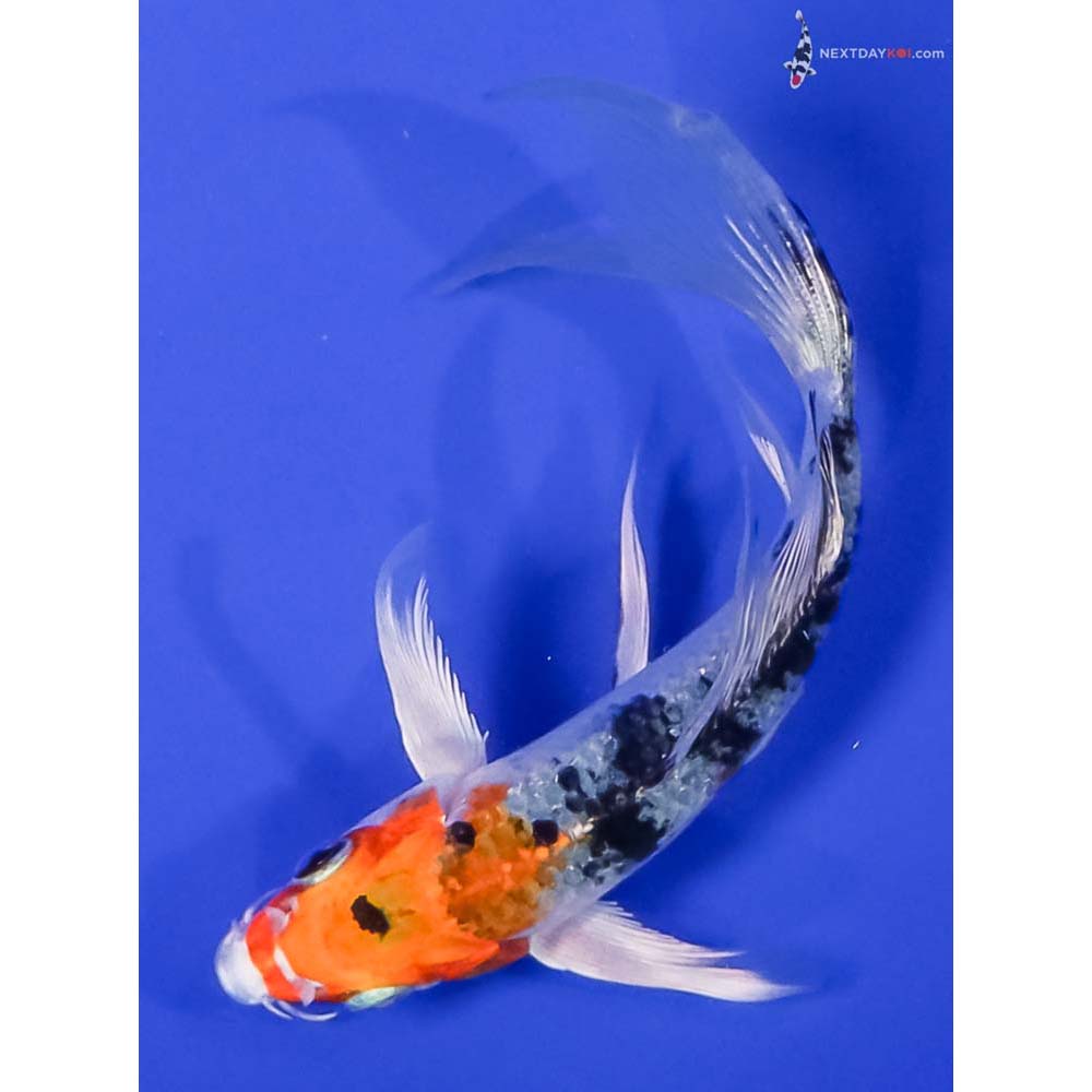 5” Imported Yamato Nishiki Butterfly Koi