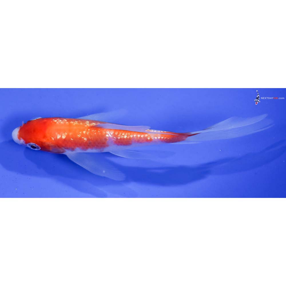 4.5” Imported Gin Rin Kohaku Butterfly Koi