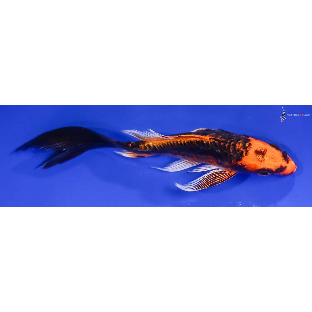 5.5” Imported Kin Kikokuryu Butterfly Koi
