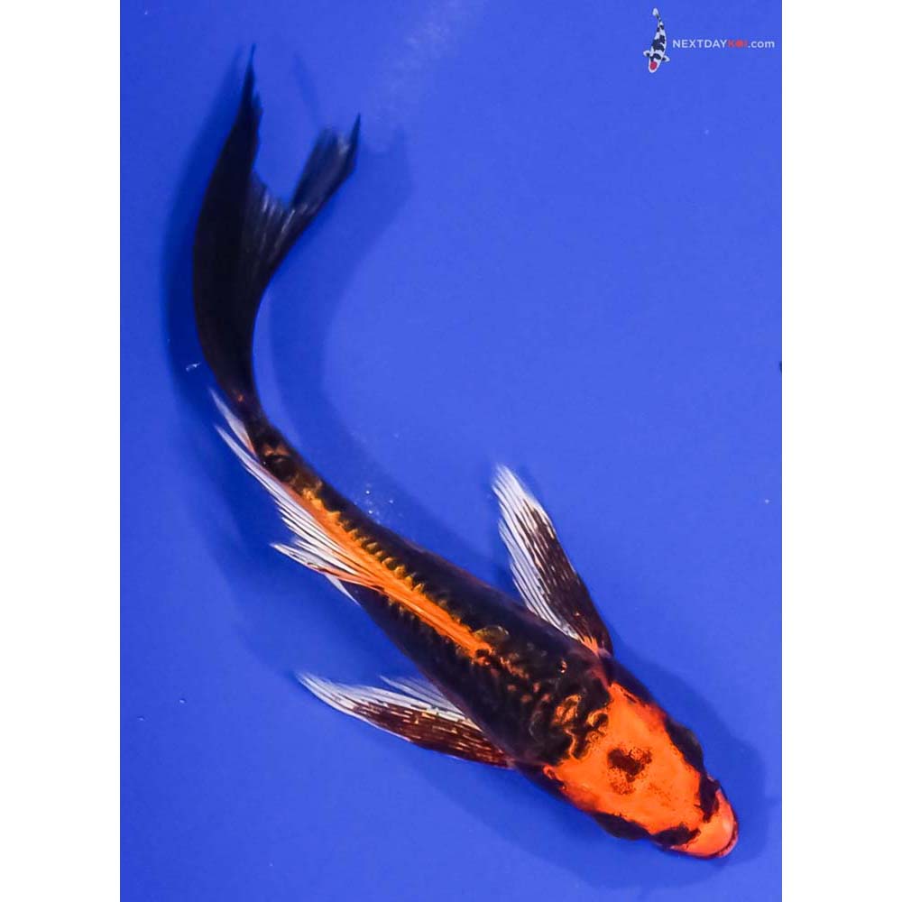 5.5” Imported Kin Kikokuryu Butterfly Koi