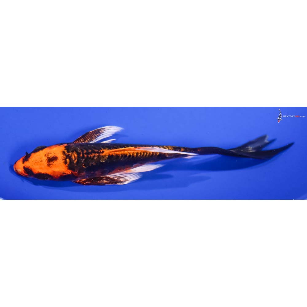 5.5” Imported Kin Kikokuryu Butterfly Koi