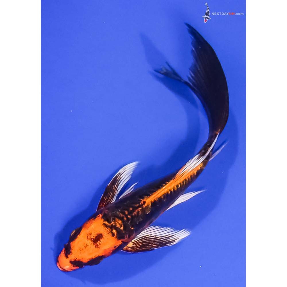 5.5” Imported Kin Kikokuryu Butterfly Koi
