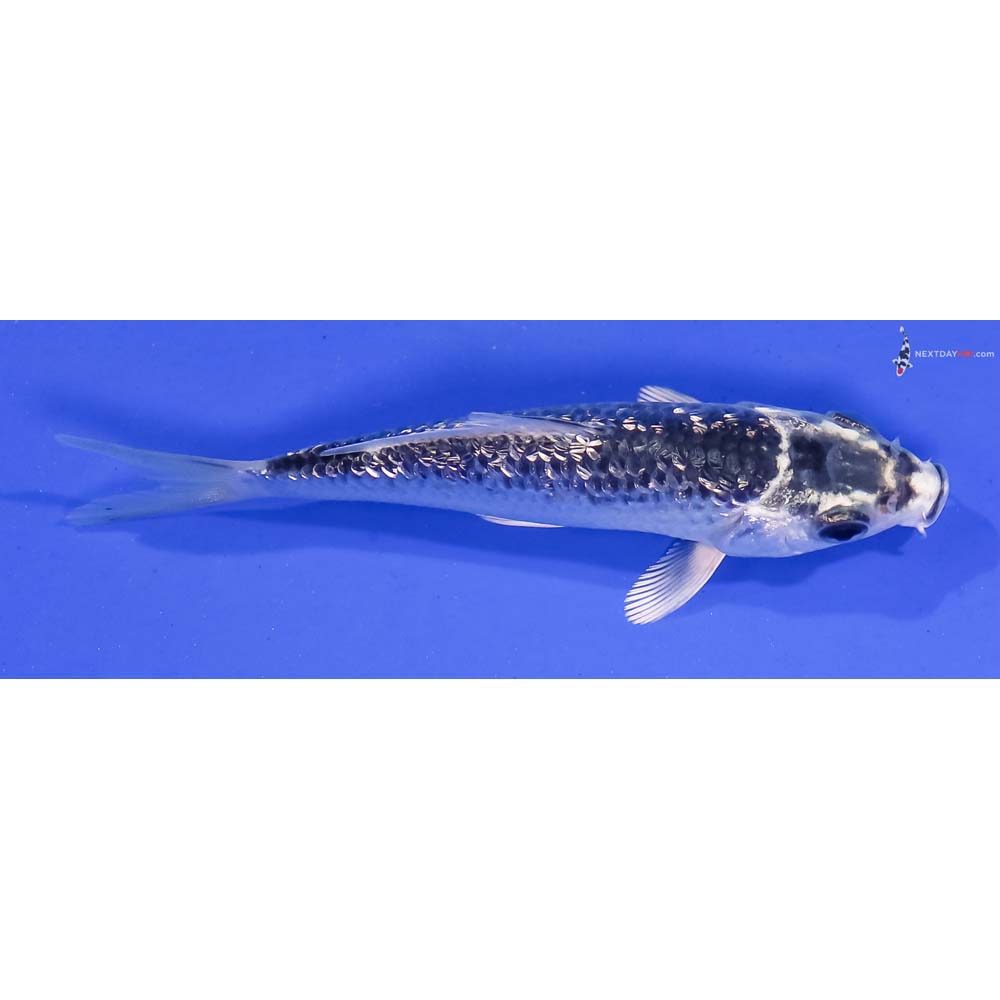 4” Imported Gin Rin Gin Matsuba