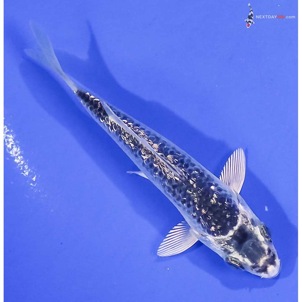 4” Imported Gin Rin Gin Matsuba