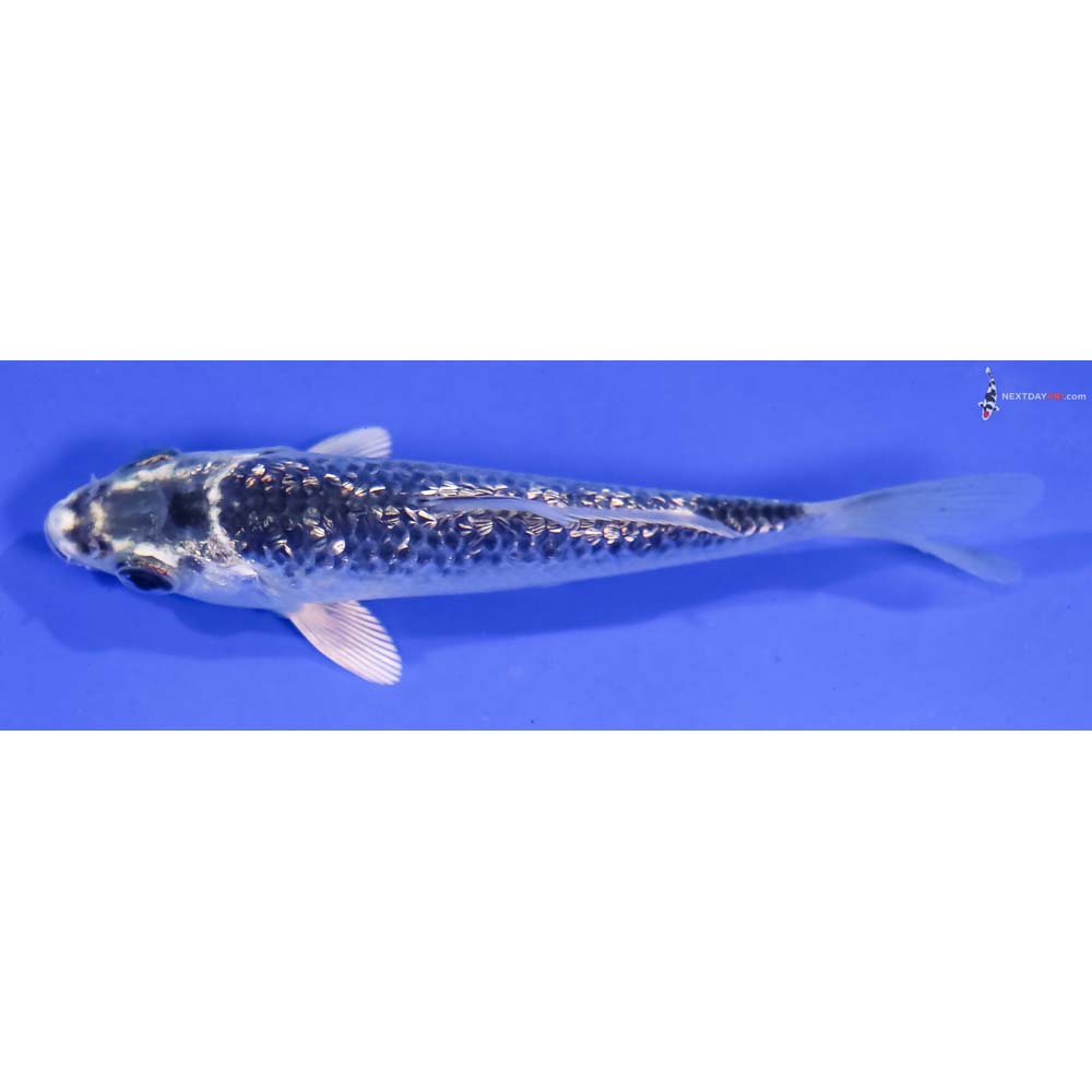 4” Imported Gin Rin Gin Matsuba