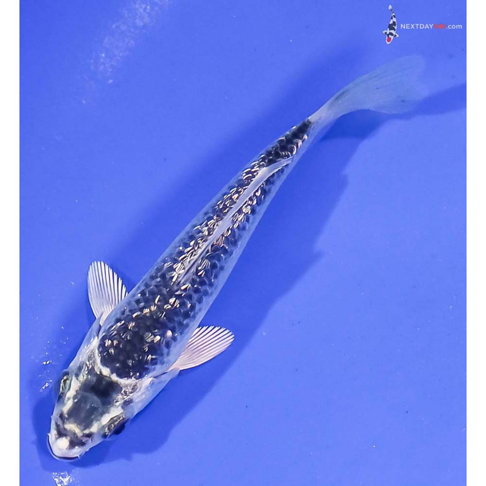 4” Imported Gin Rin Gin Matsuba