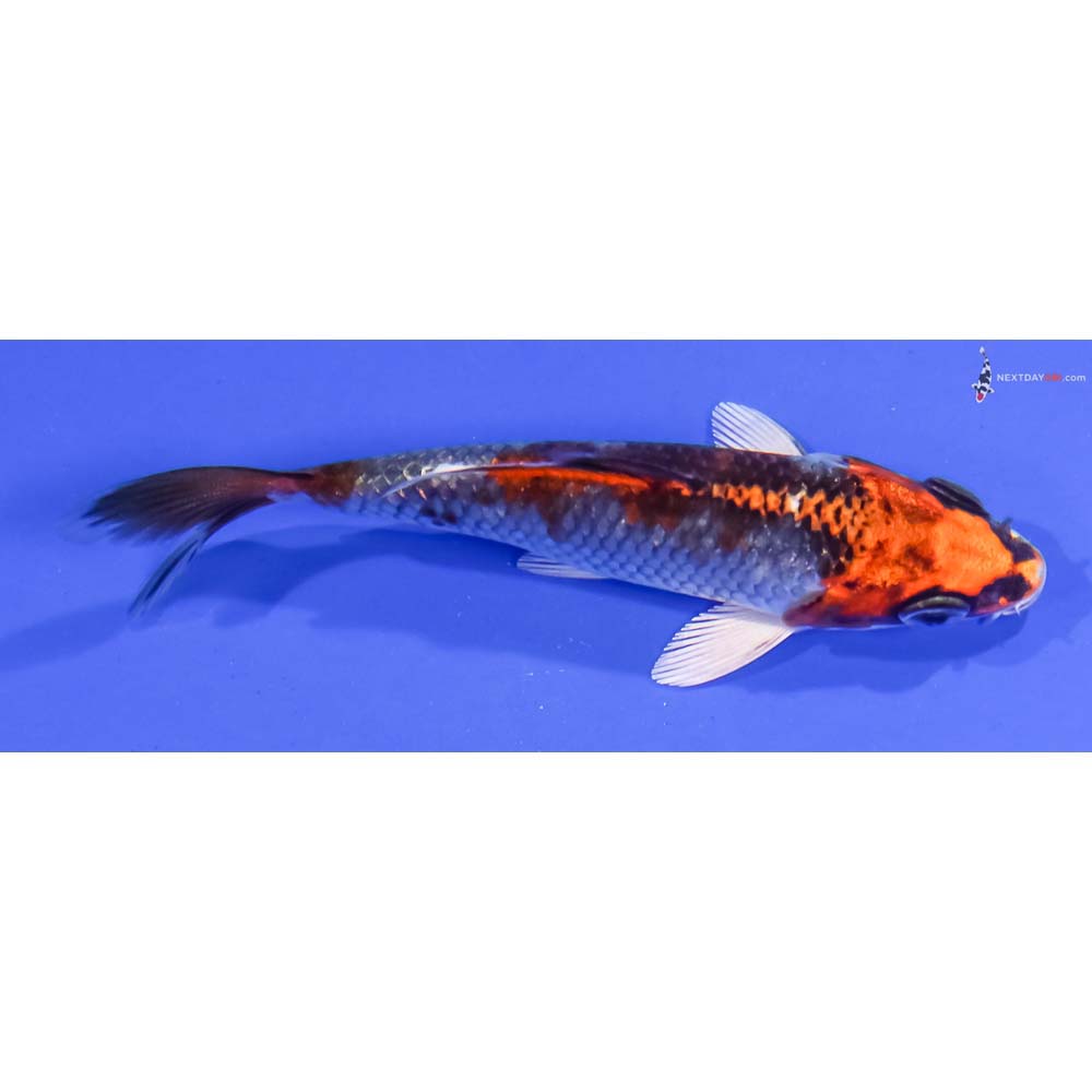 4” Imported Kujaku