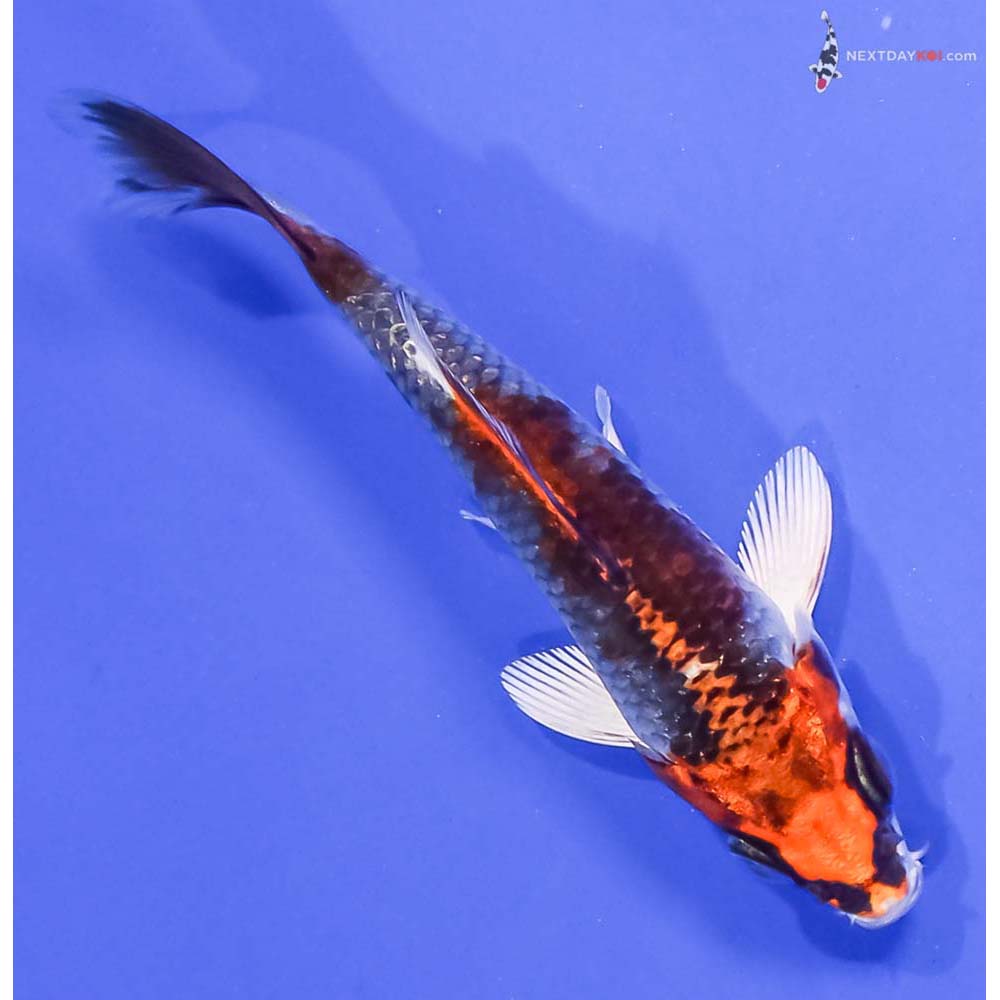 4” Imported Kujaku