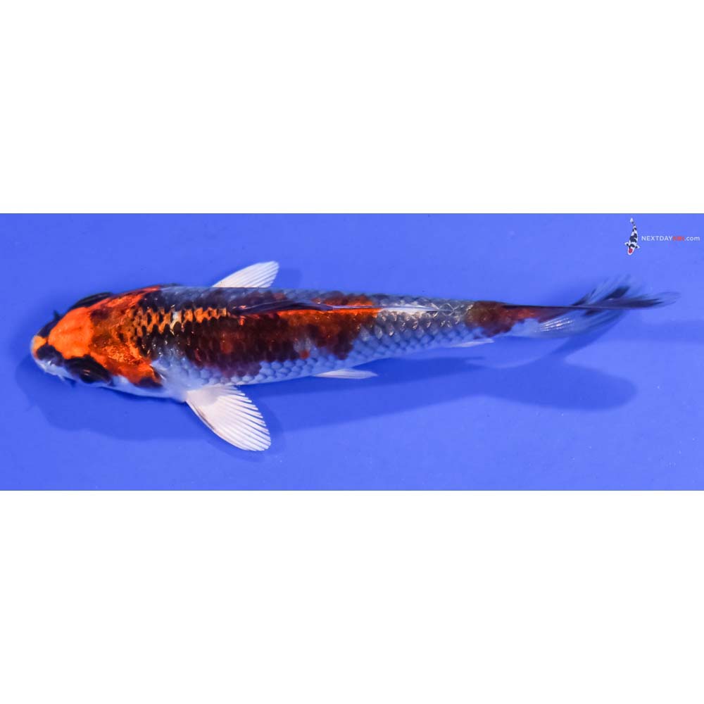 4” Imported Kujaku