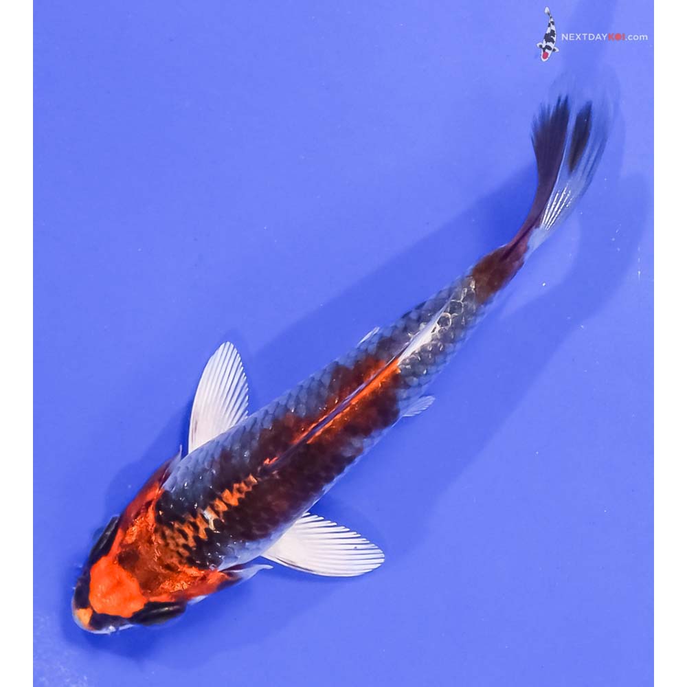 4” Imported Kujaku
