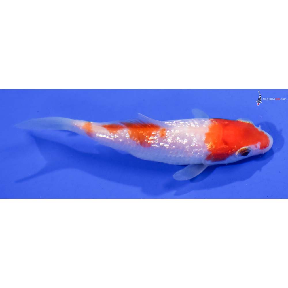4” Imported Gin Rin Kohaku