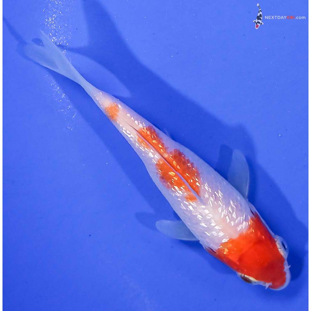 4” Imported Gin Rin Kohaku
