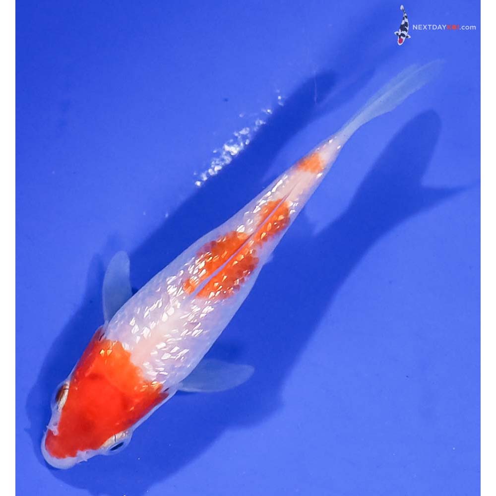 4” Imported Gin Rin Kohaku