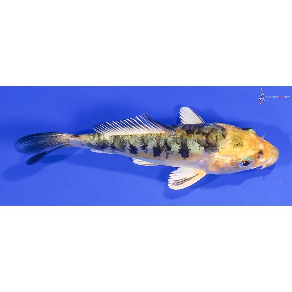 4” Imported Doitsu Kin Ki Bekko