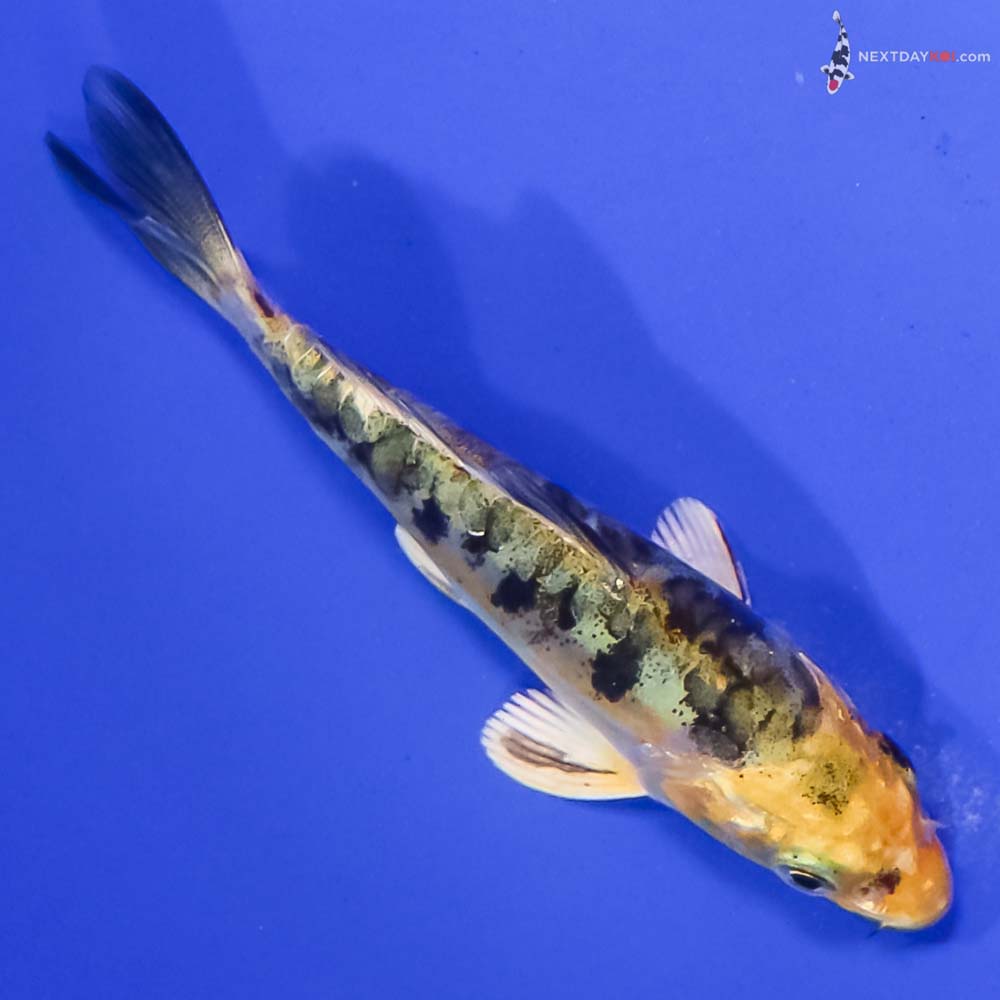 4” Imported Doitsu Kin Ki Bekko