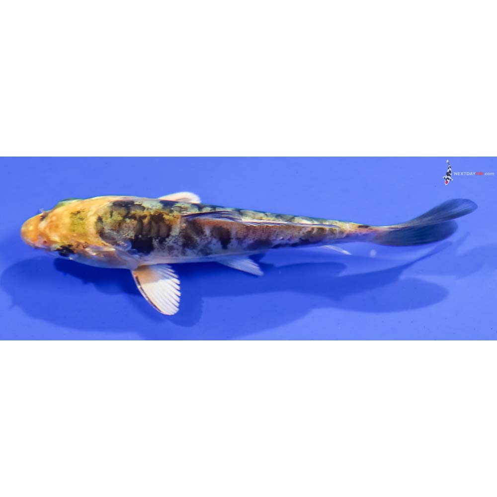 4” Imported Doitsu Kin Ki Bekko