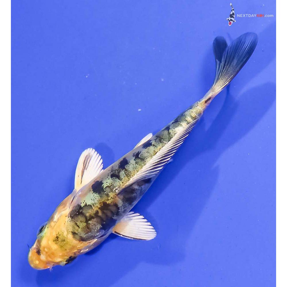 4” Imported Doitsu Kin Ki Bekko