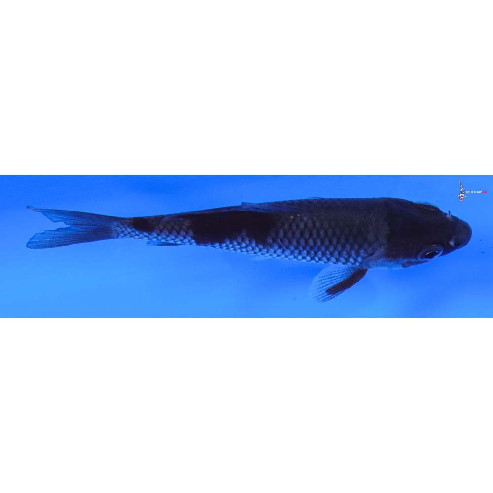 4” Imported Ochiba Shigure