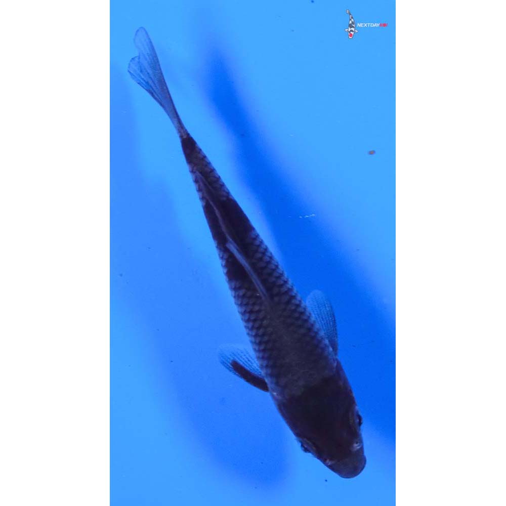 4” Imported Ochiba Shigure