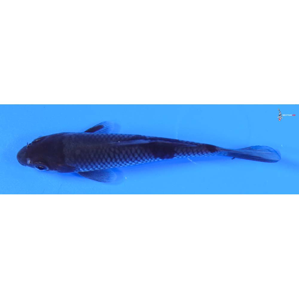4” Imported Ochiba Shigure