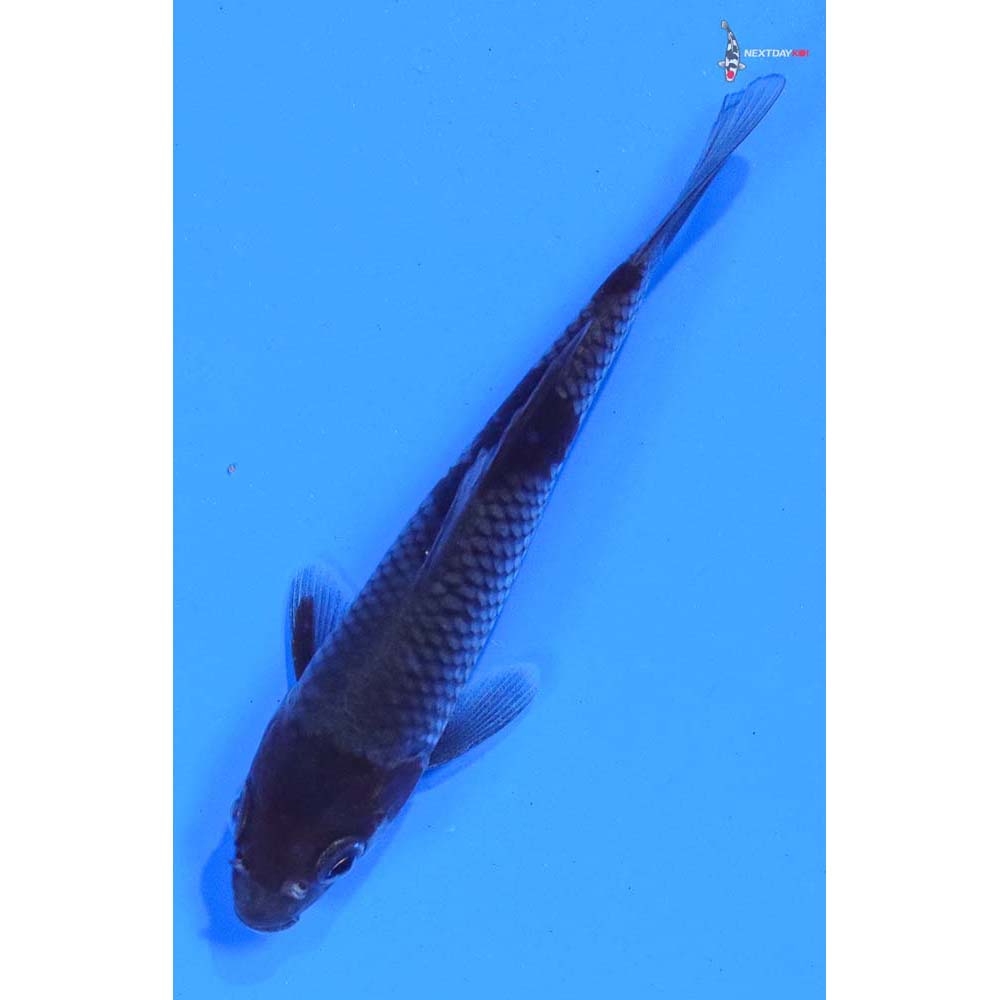 4” Imported Ochiba Shigure