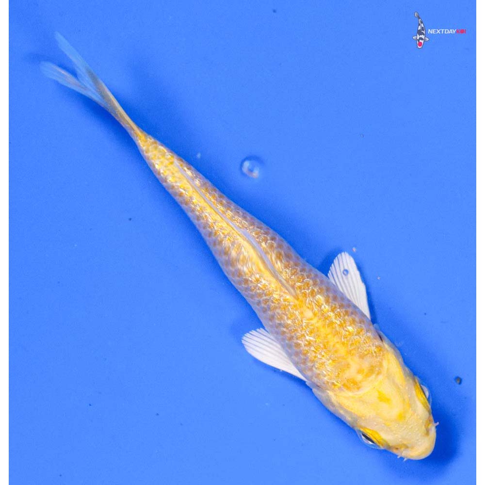 4” Imported Gin Rin Yamabuki Ogon