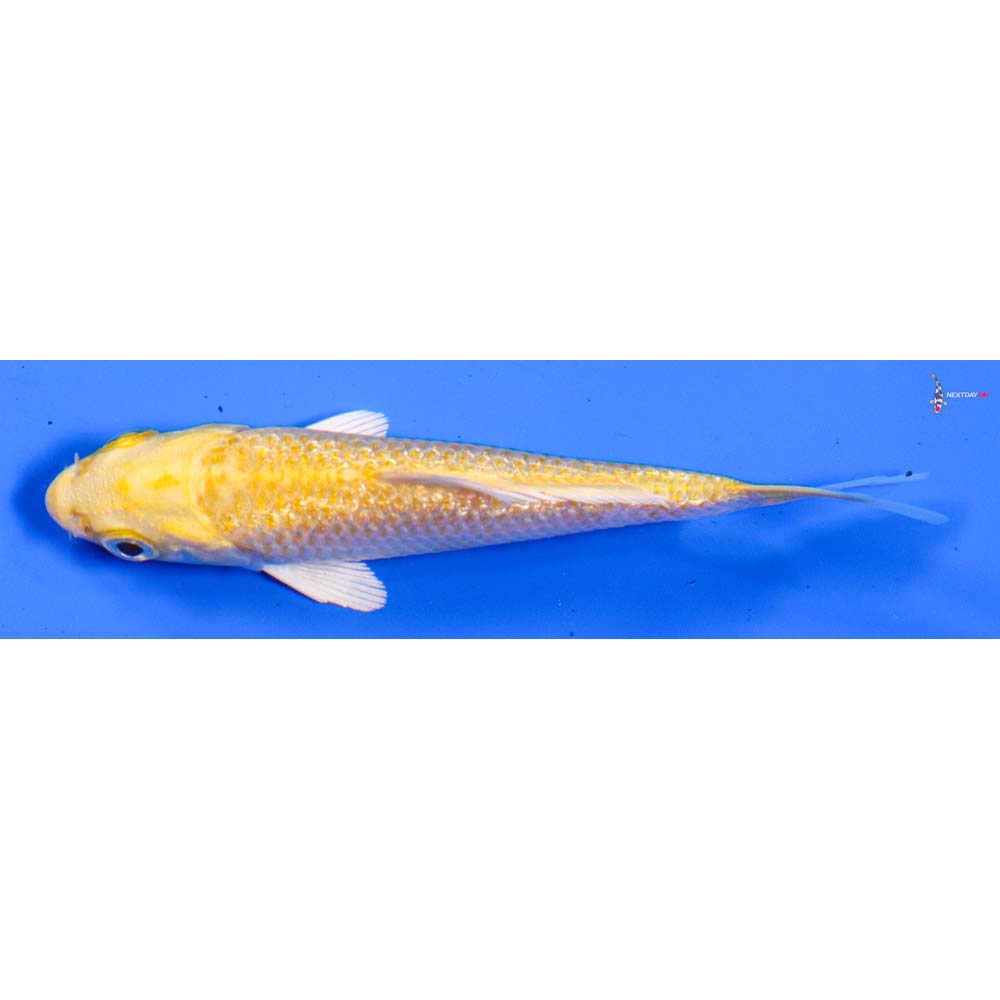 4” Imported Gin Rin Yamabuki Ogon