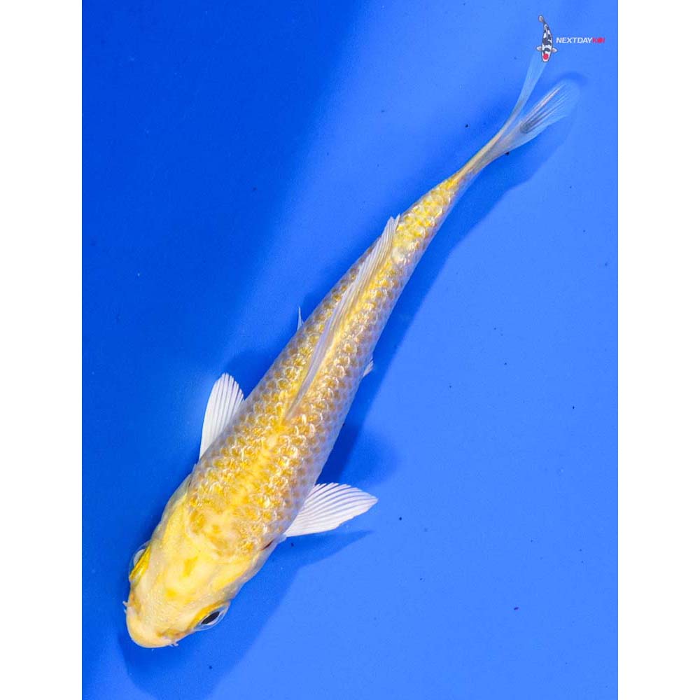 4” Imported Gin Rin Yamabuki Ogon