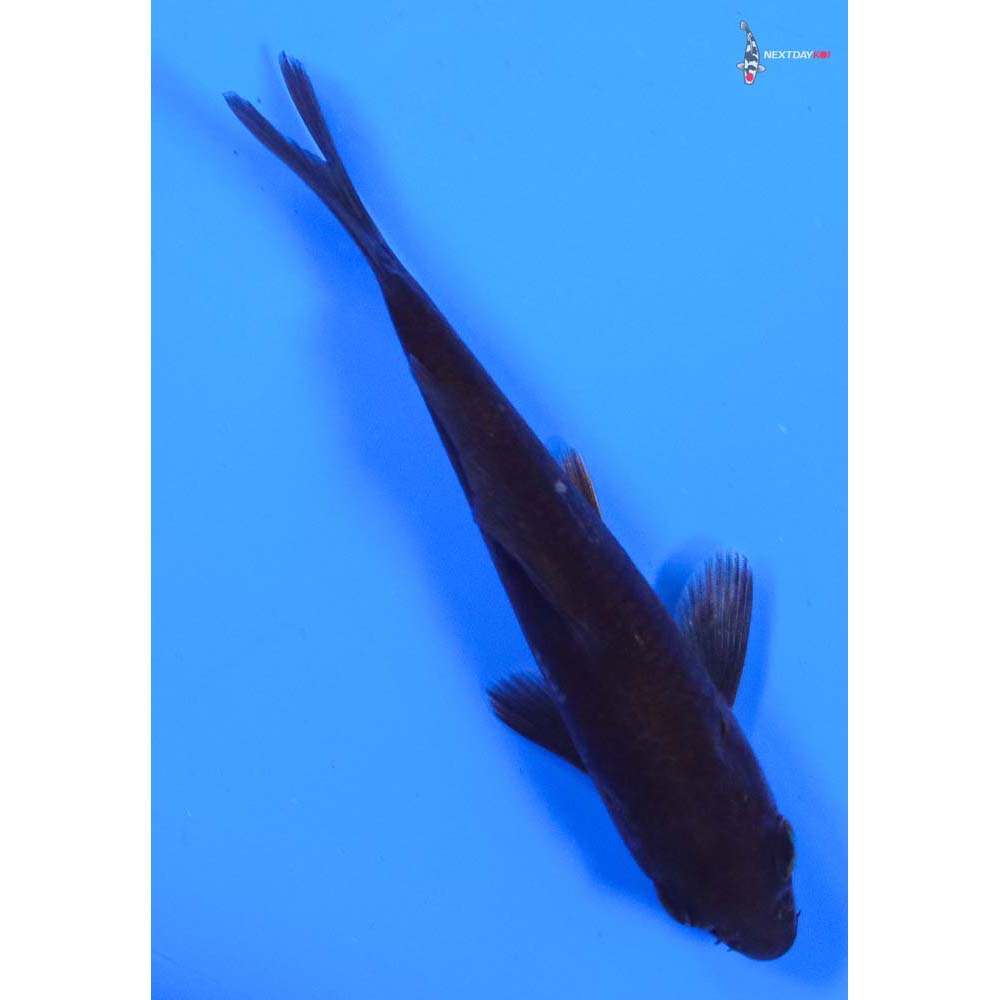 4” Imported Chagoi