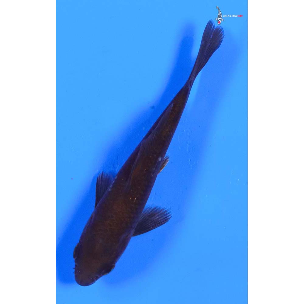 4” Imported Chagoi