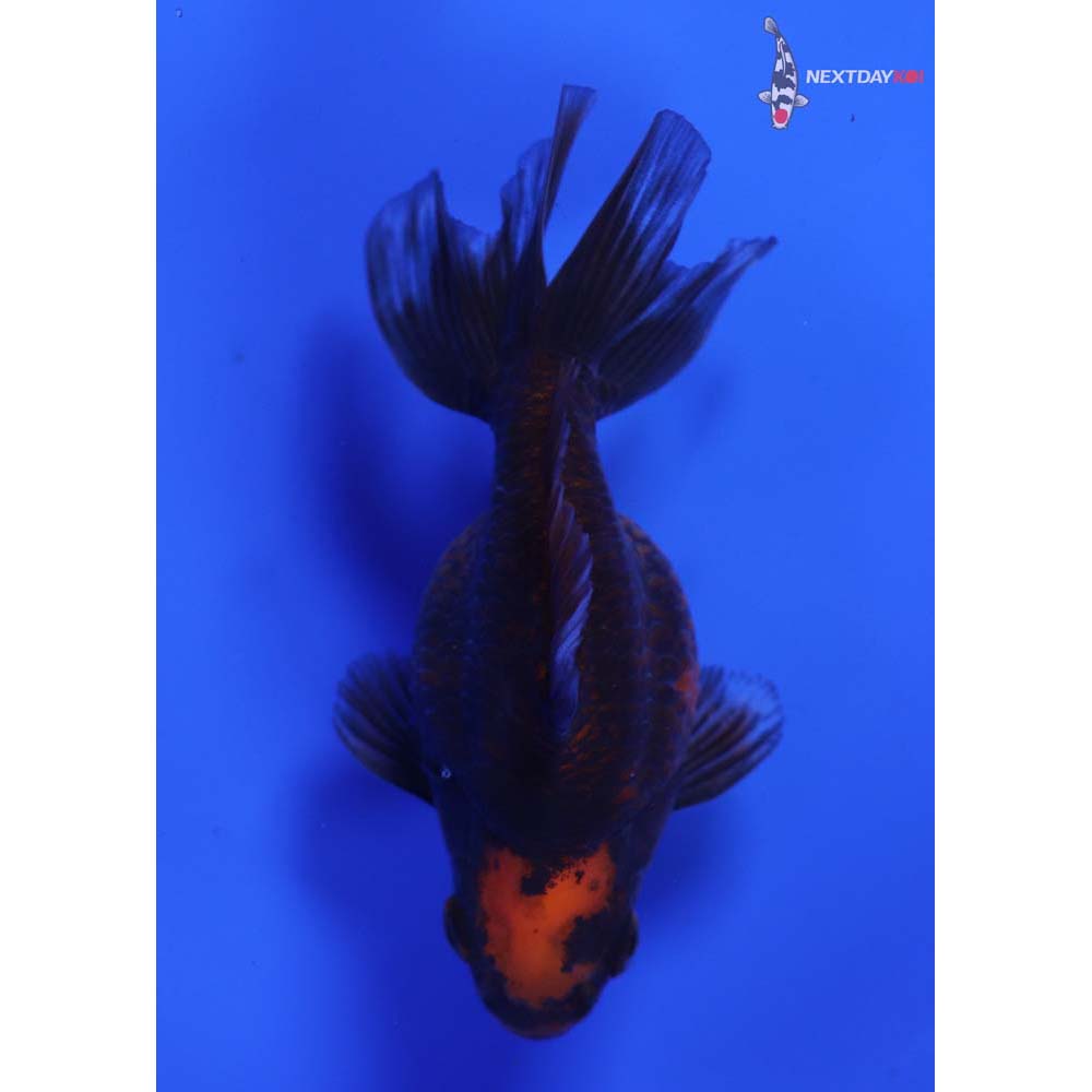 3.5” Imported Calico Ryukin