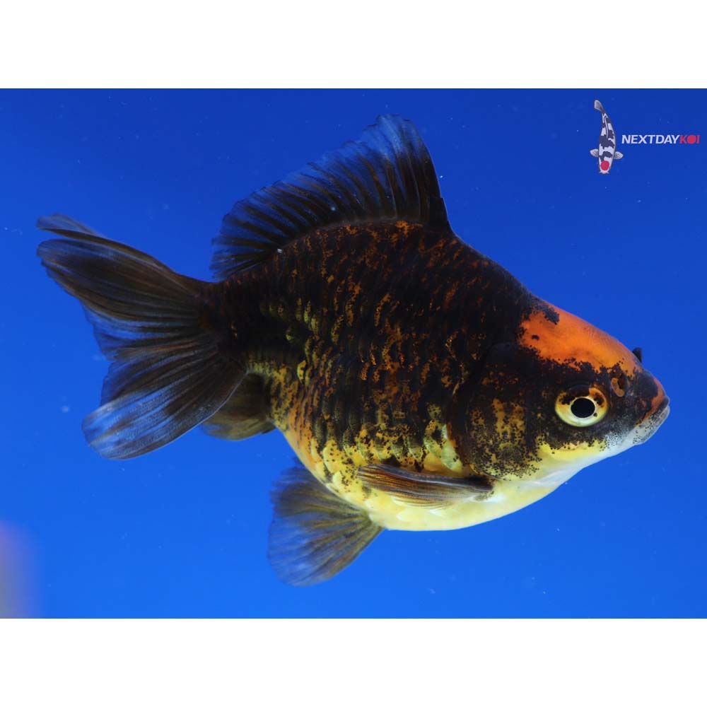 3.5” Imported Calico Ryukin