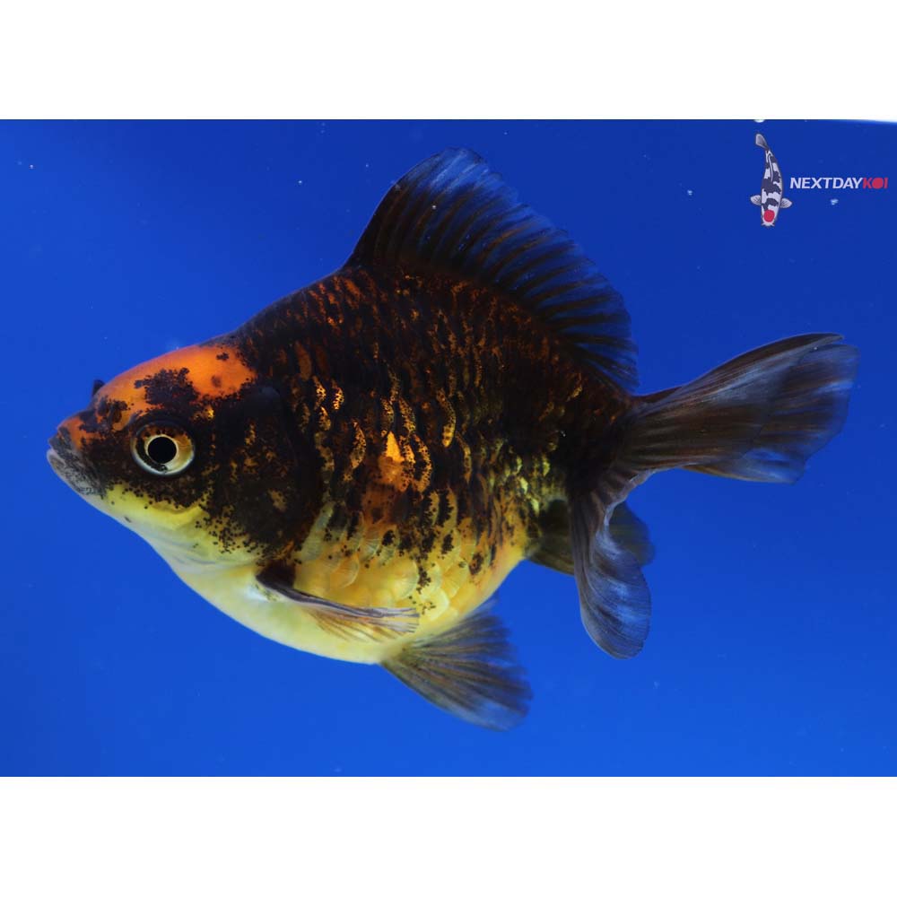 3.5” Imported Calico Ryukin