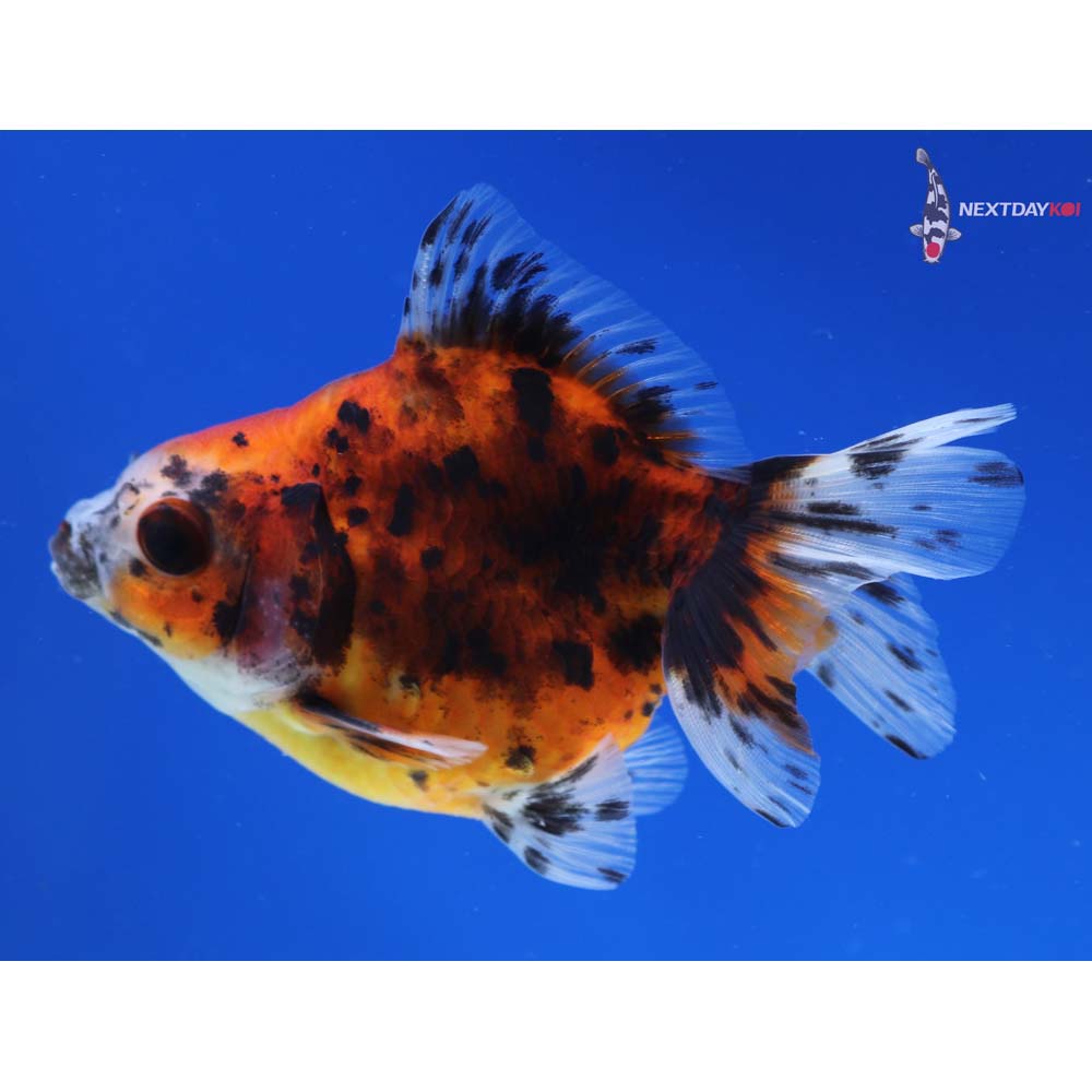 3.5” Imported Male Calico Ryukin