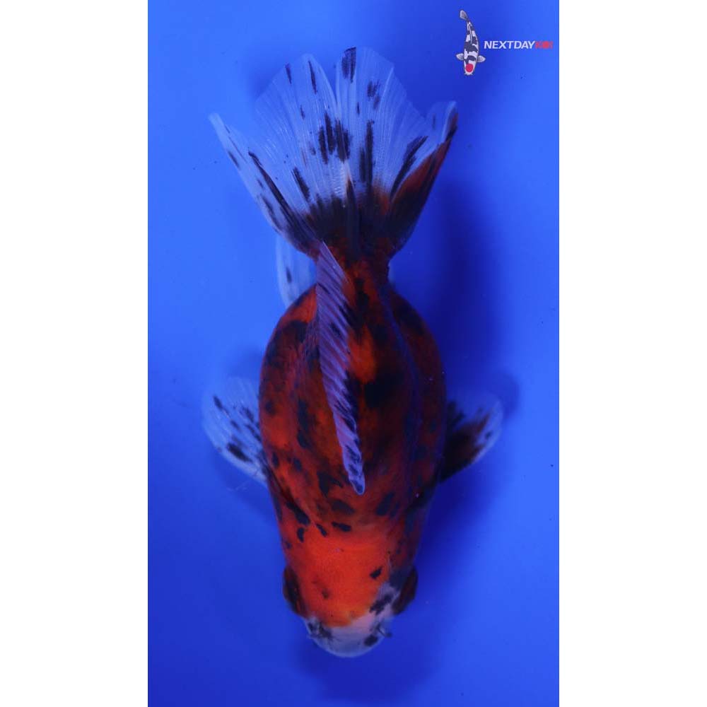 3.5” Imported Male Calico Ryukin