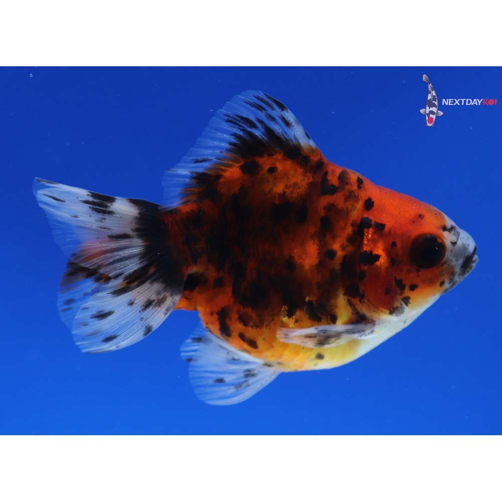 3.5” Imported Male Calico Ryukin