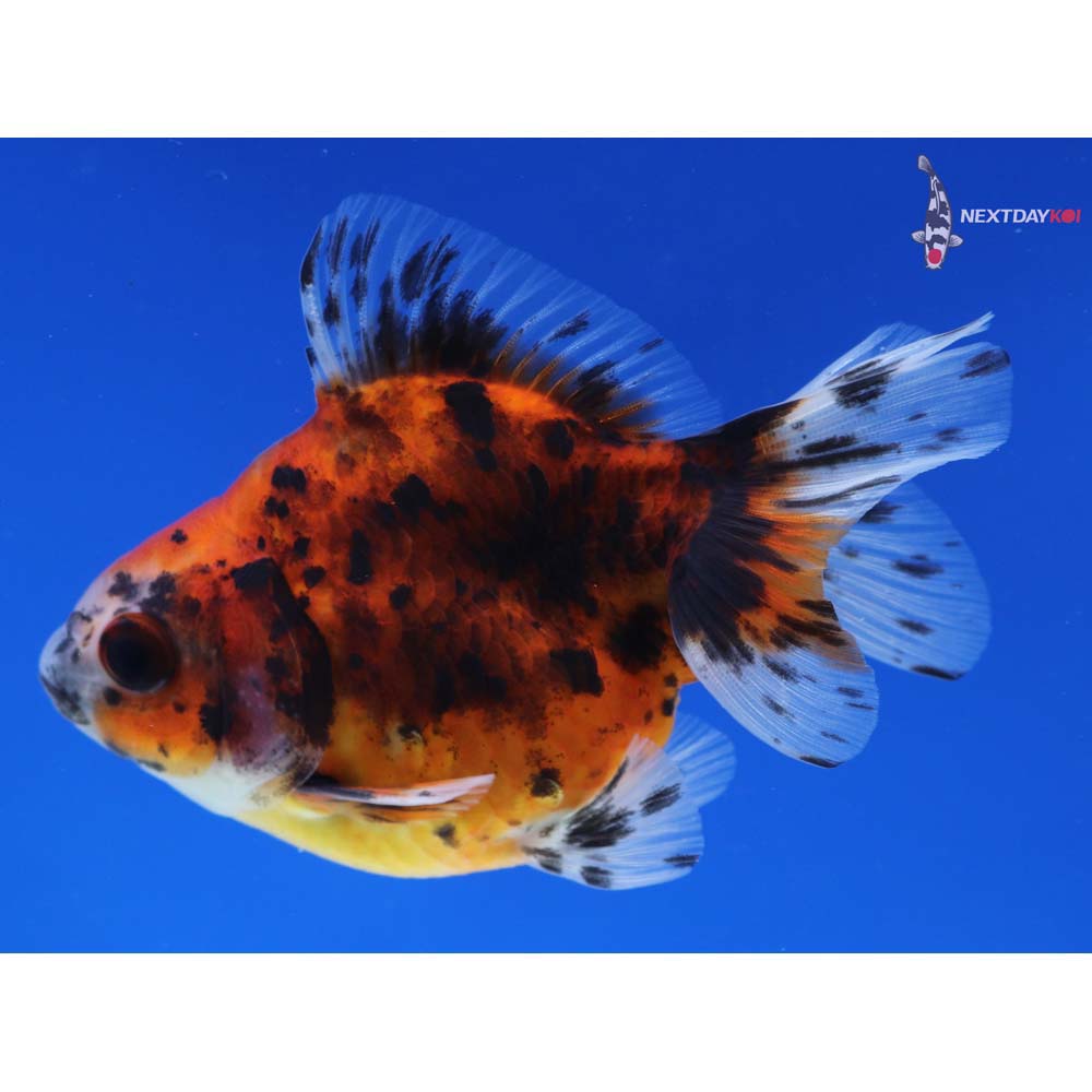 3.5” Imported Male Calico Ryukin