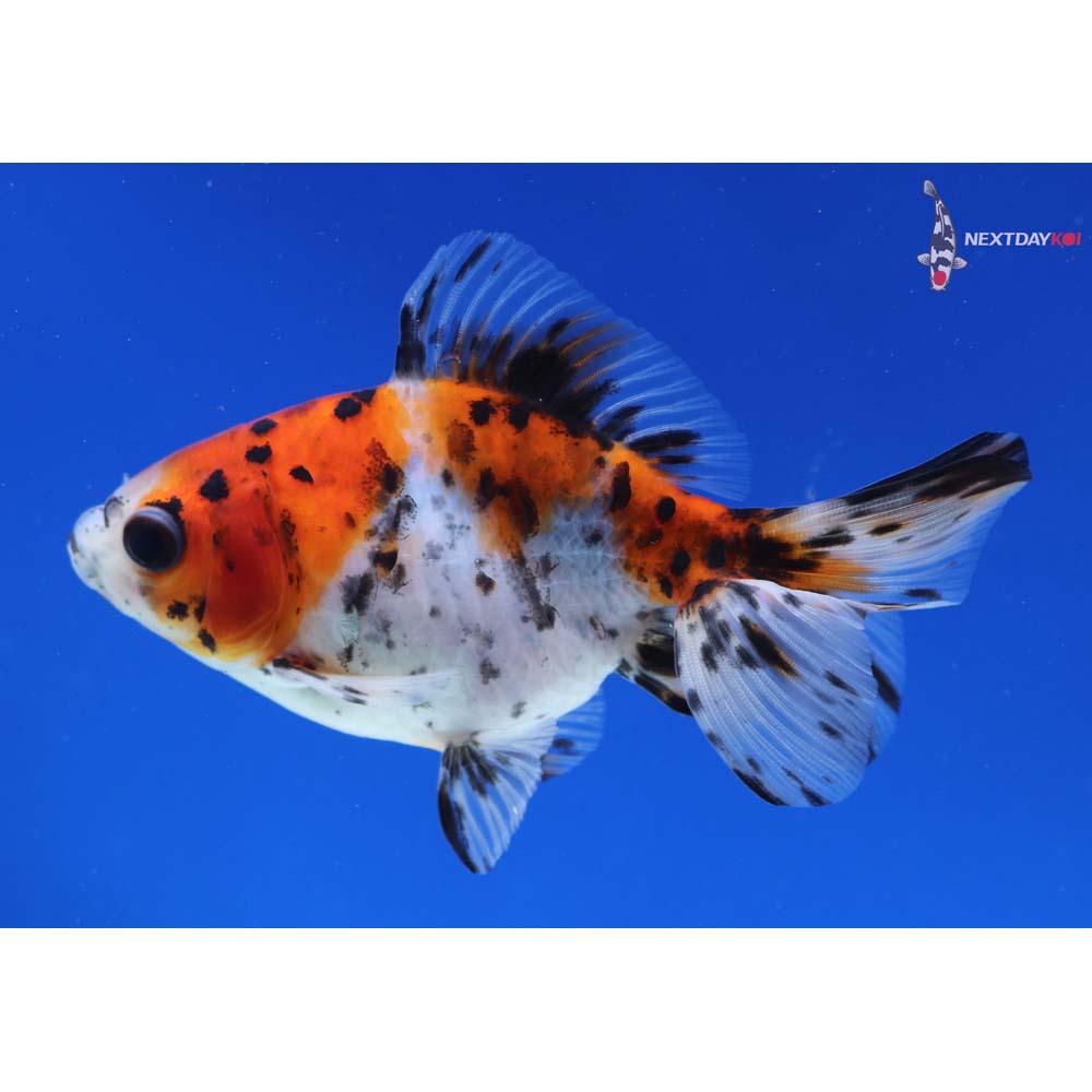 4” Imported Calico Ryukin