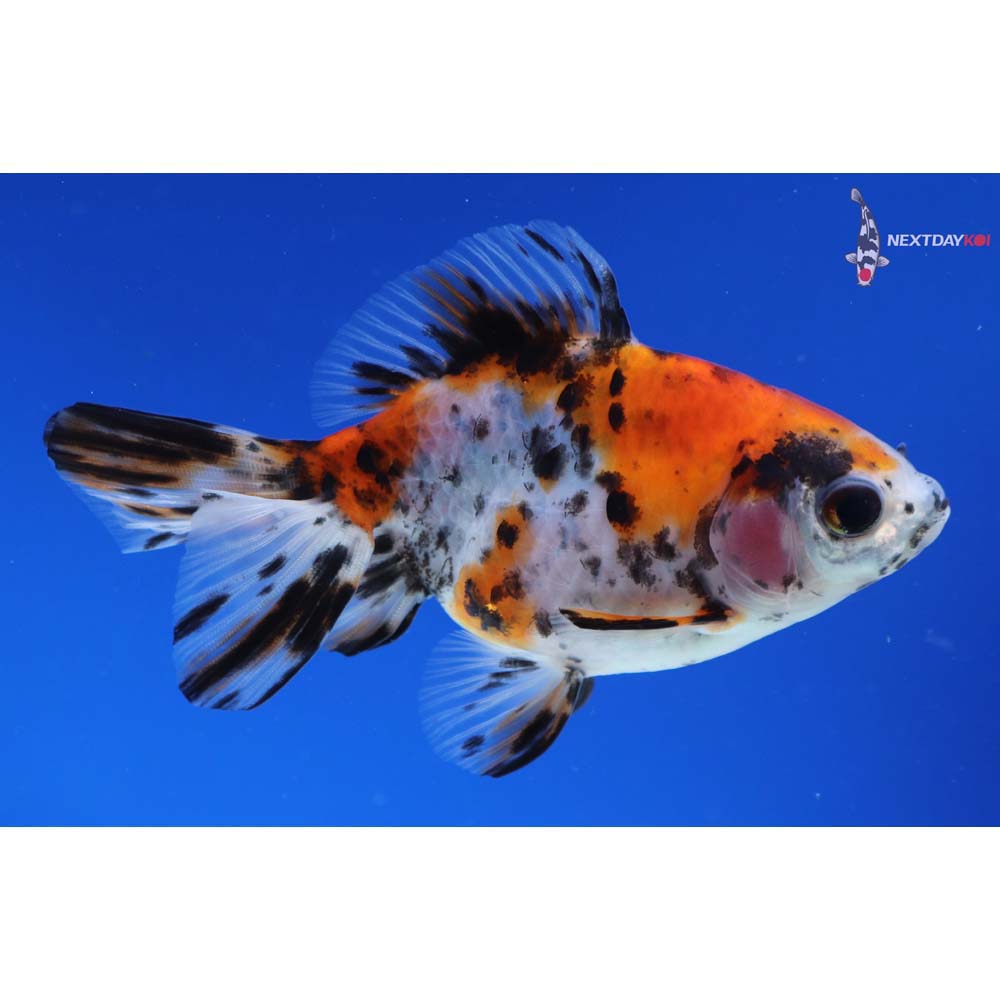4” Imported Calico Ryukin