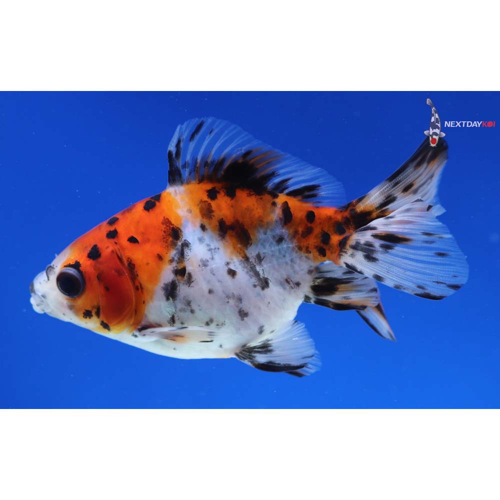 4” Imported Calico Ryukin